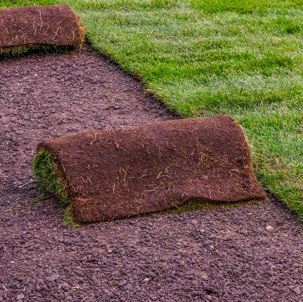 Tall Fescue Sod Rolls